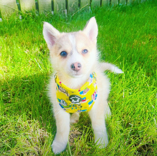 Paws ashore adjustable harness