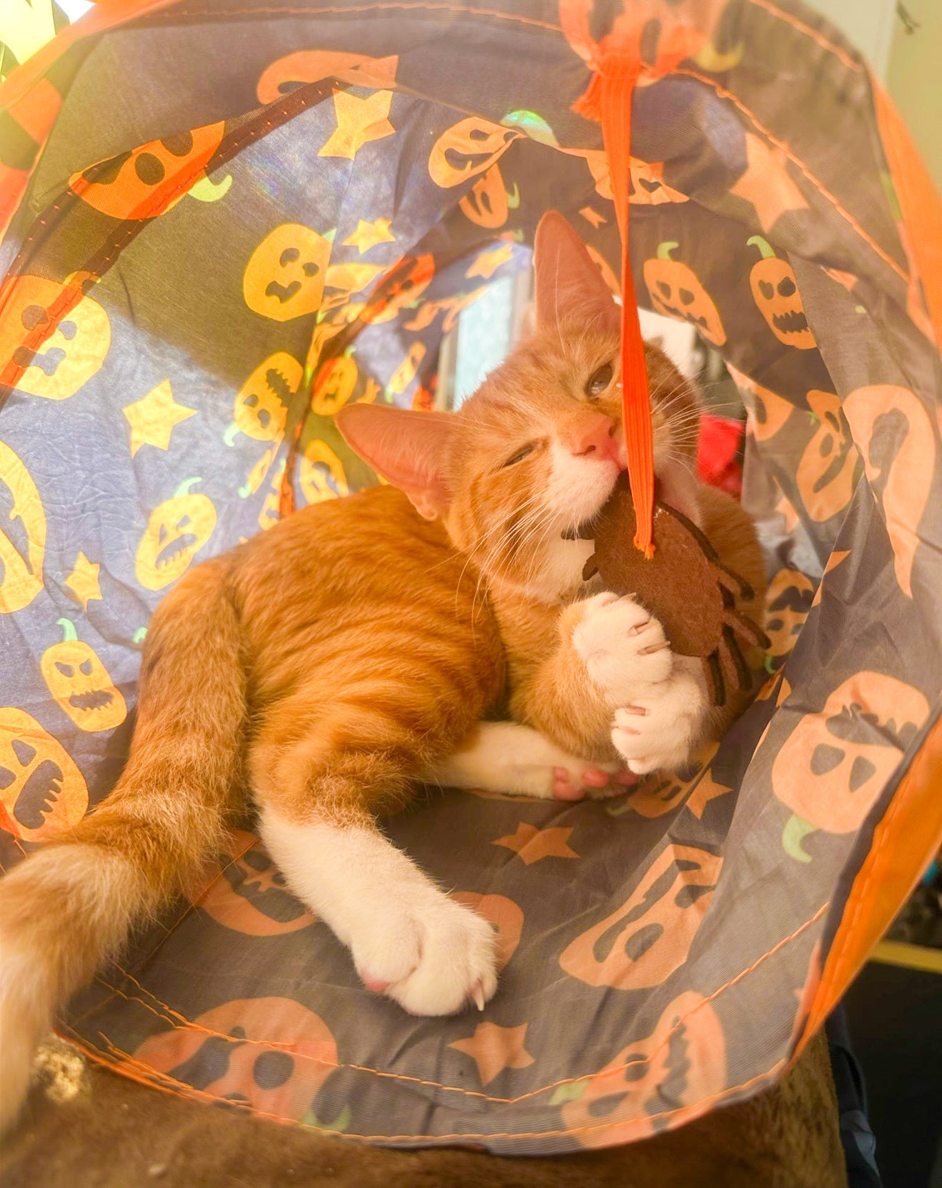 Kitty spider Halloween play tunnel