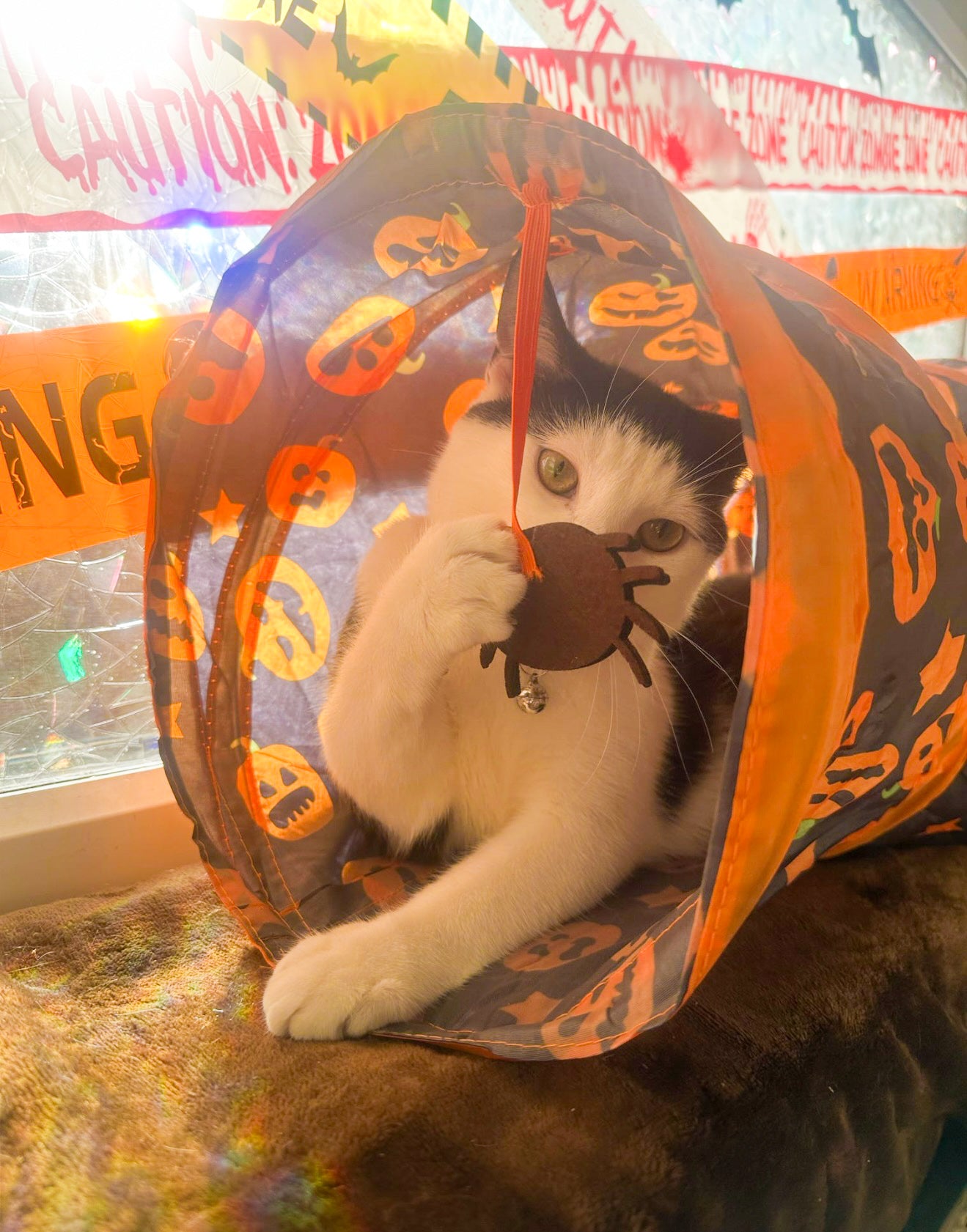Kitty spider Halloween play tunnel
