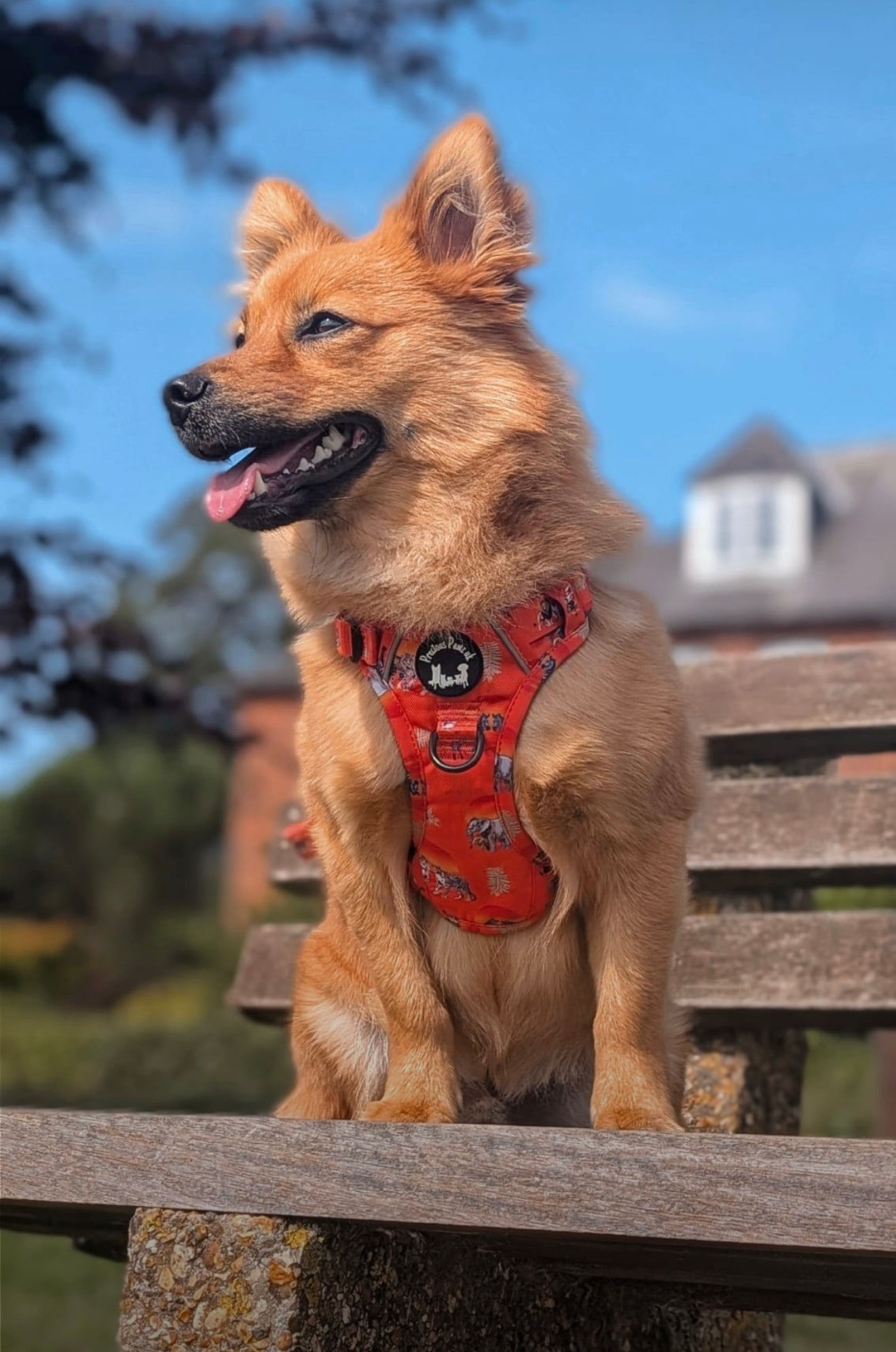 Chans' wildest dreams Explorer pawz harness