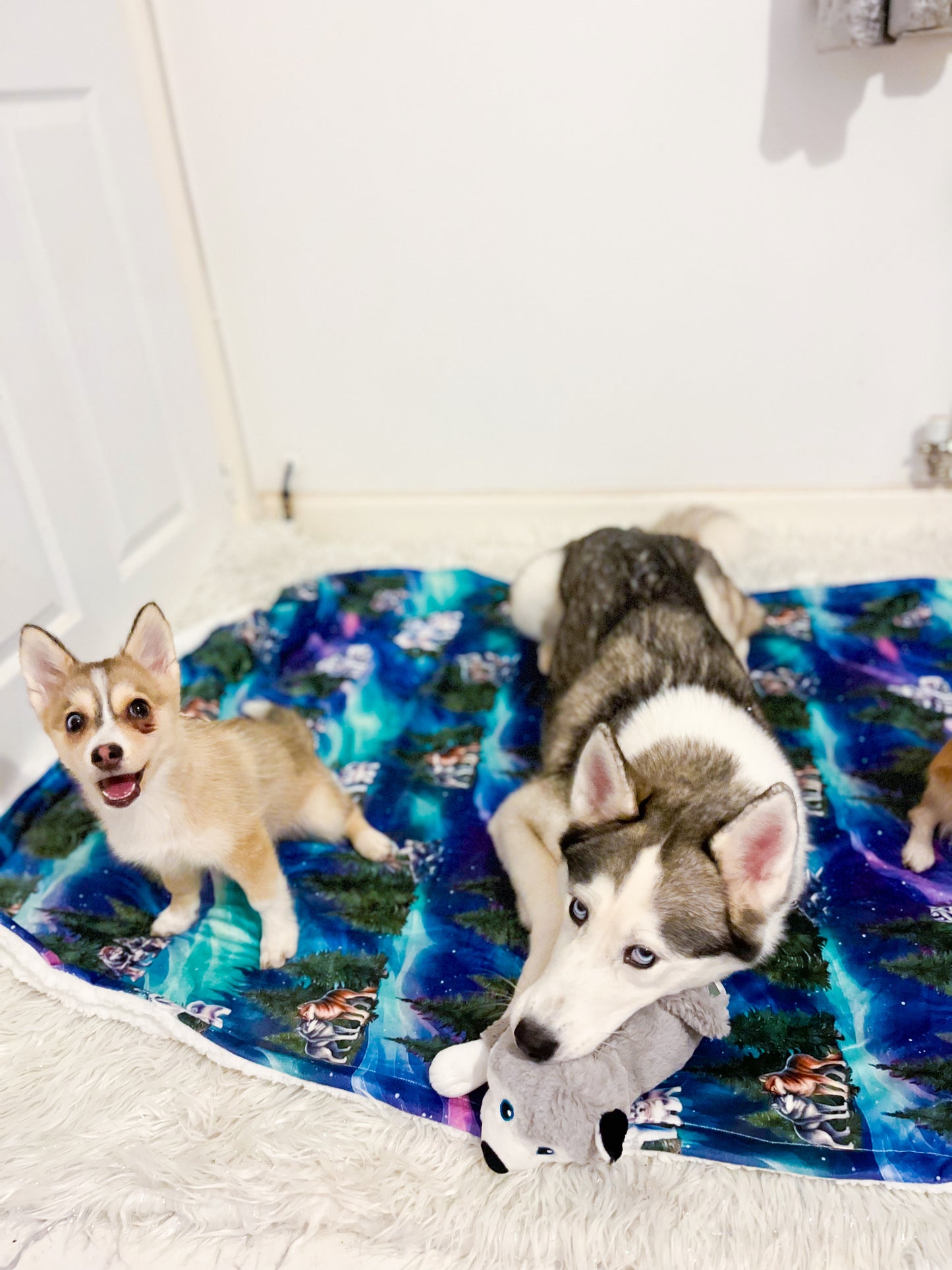 Luna’s search for Aurora snuggle blanket