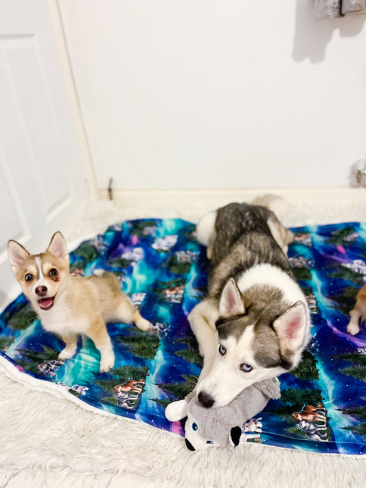 Luna’s search for Aurora snuggle blanket