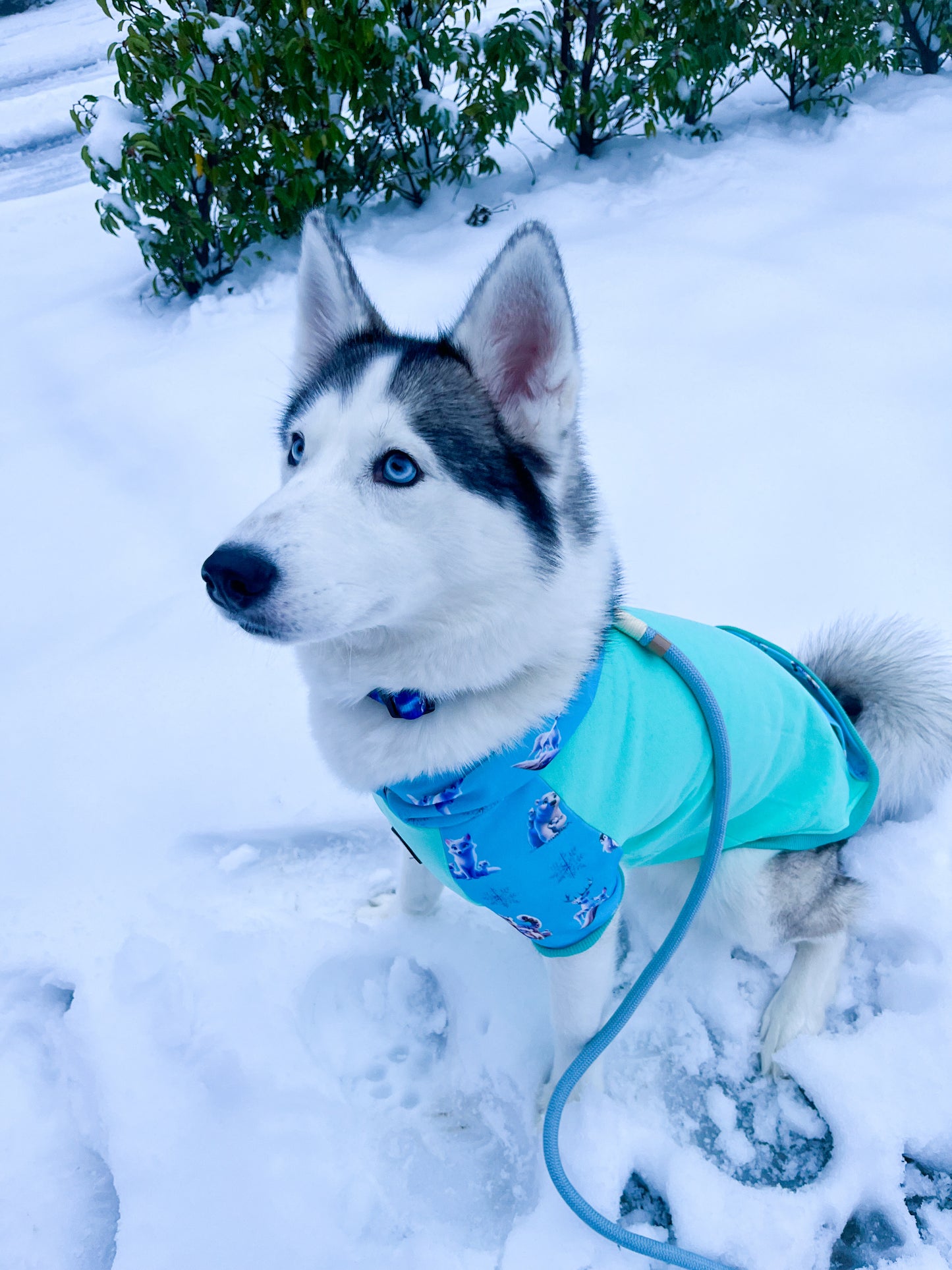 Glacier Glimmer hoodie