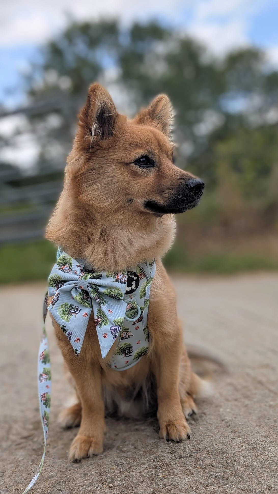 Dog wearing a Precious Pawz UK Bandana, Harness and Lead.
